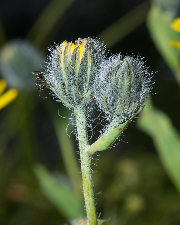 Asteracea in crinale - Hieracium sp.